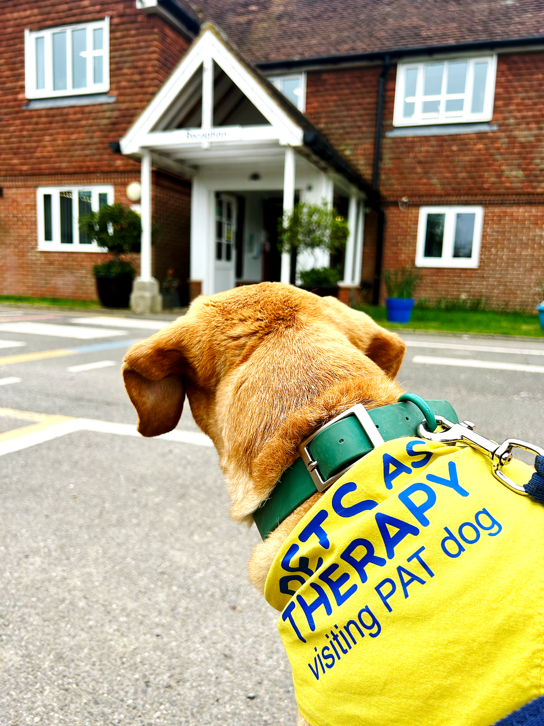 Therapy dogs: providing extra-pawdinary support