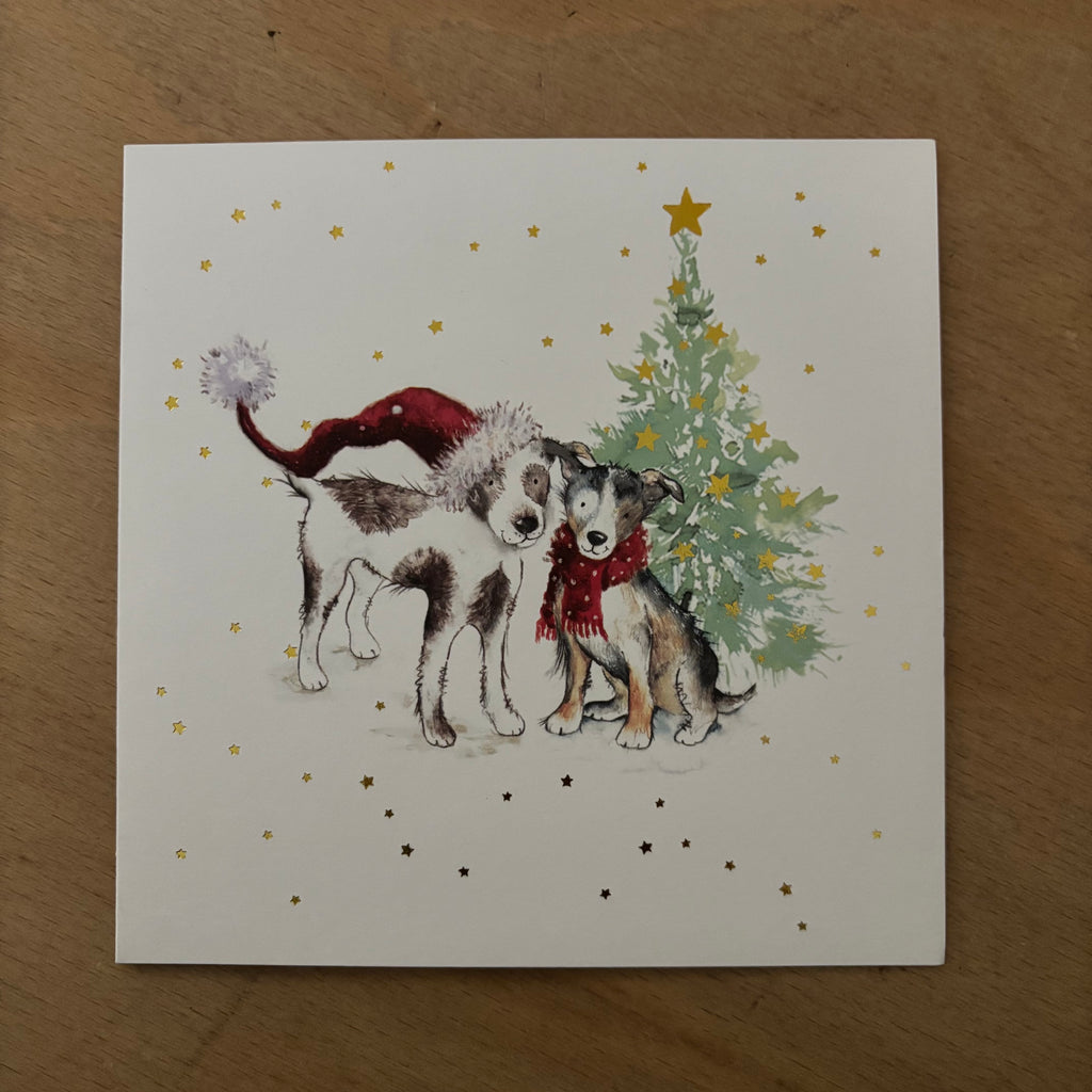 Cosy christmas cats / cosy companion 10 pack christmas cards