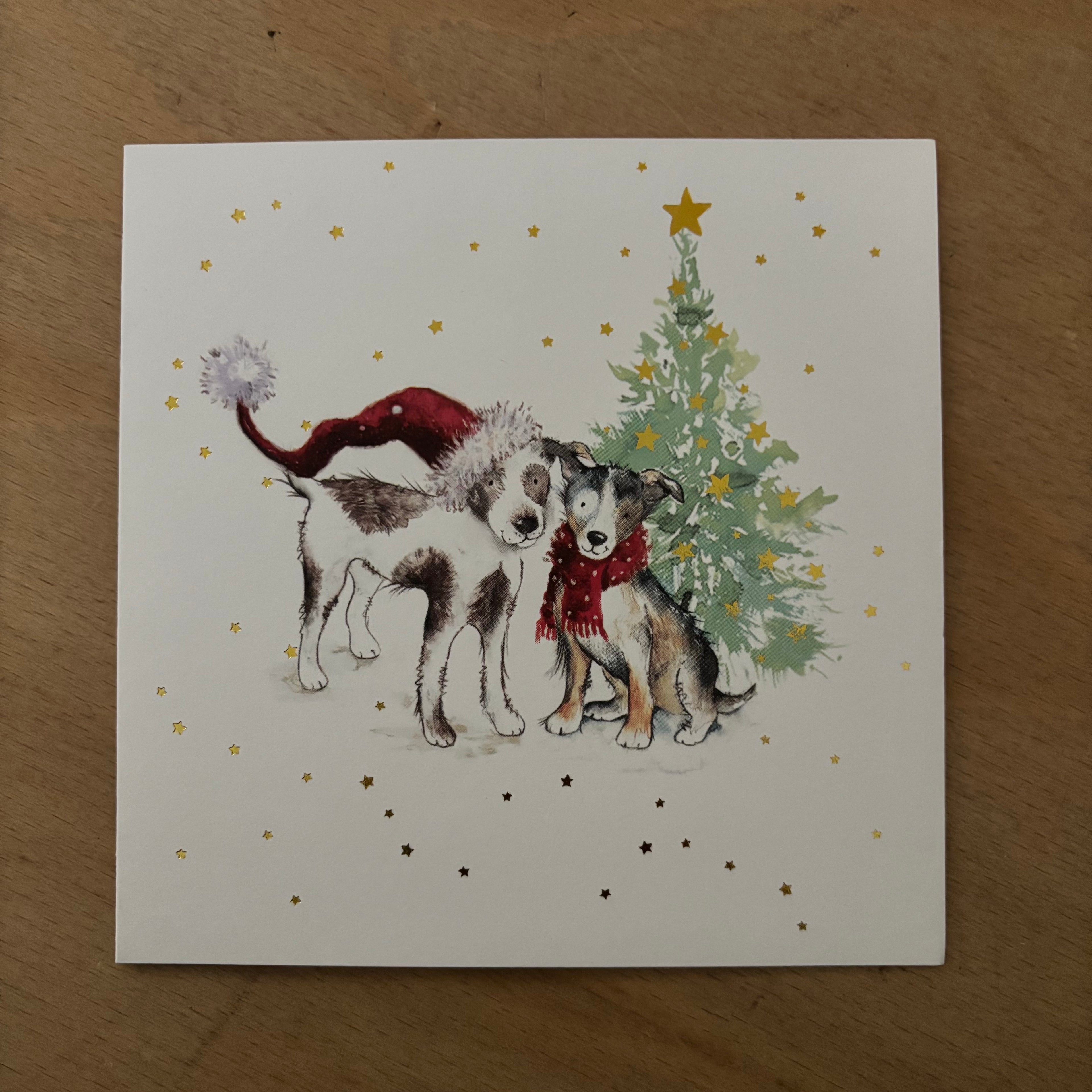 Cosy christmas cats / cosy companion 10 pack christmas cards