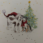 Cosy christmas cats / cosy companion 10 pack christmas cards