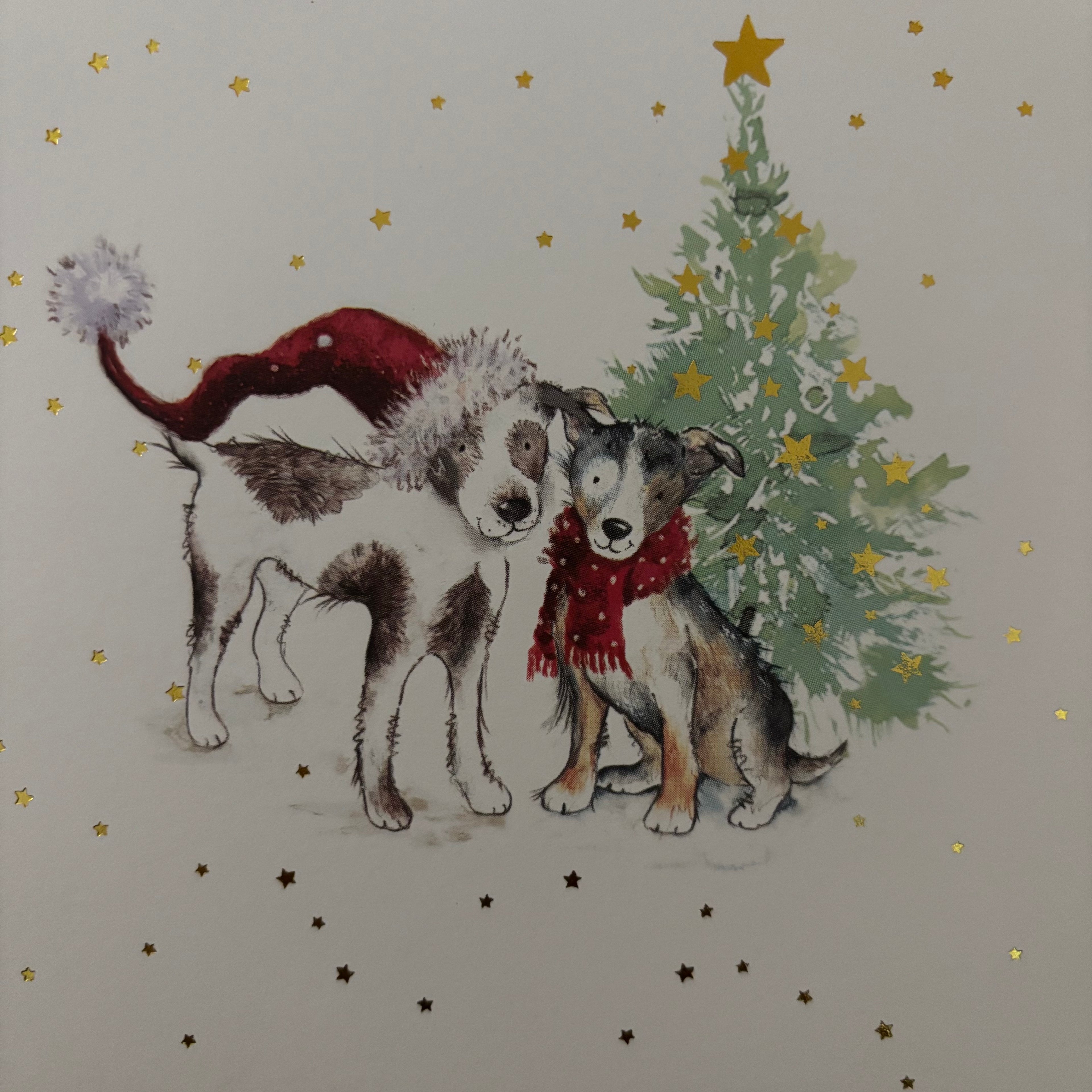 Cosy christmas cats / cosy companion 10 pack christmas cards
